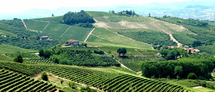 Vigneti nel Monferrato - Italy